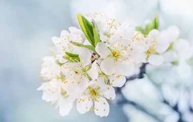 blooming branch of a cherry tree in close-up