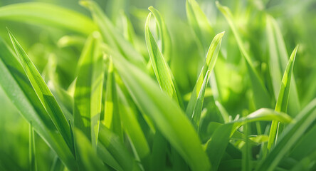 young spring grass in sunlight, low viewing angle