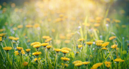 glade of yellow dandelions in the sunset sunlight