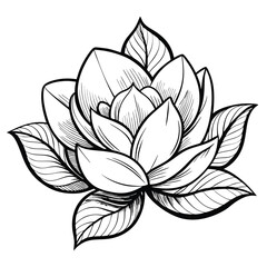 Delicate Lotus Flower Illustration