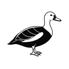 duck isolated on white