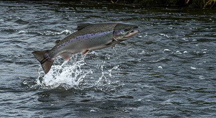 Obraz premium salmon, fish, jumping, Salmon leaping in river