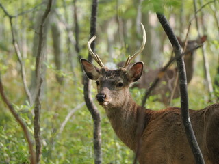 角の生えた雄のエゾシカ