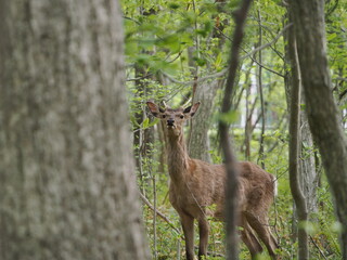 角の生えた雄のエゾシカ