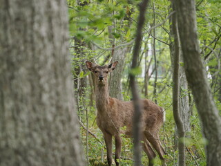 角の生えた雄のエゾシカ