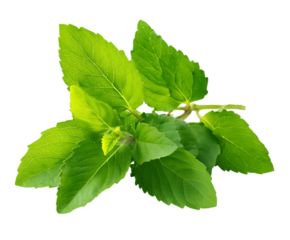 Close-up of fresh Tulsi Holy Basil leaves natural texture