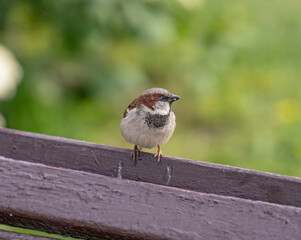 sparrow on a wooden fence