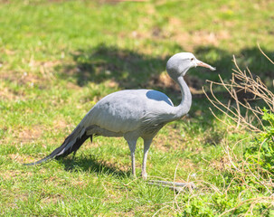 Paradise crane