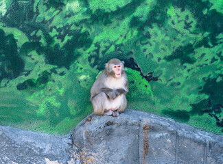 Japanese macaque