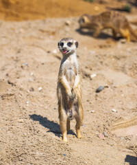 meerkat on guard