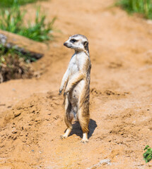 Fototapeta premium meerkat on guard
