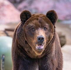 Fototapeta premium brown bear close up