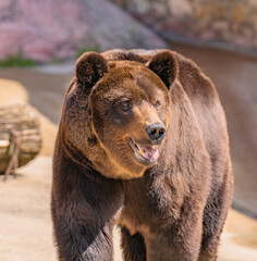 brown bear close up