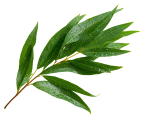 Beautiful organic willow leaf leaves close-up with green