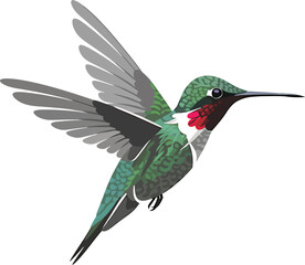 Minimalist Hummingbird Vector
