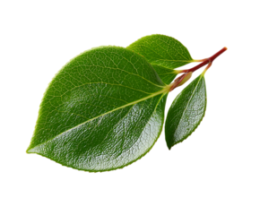 Beautiful natural wintergreen leaf leave close-up image