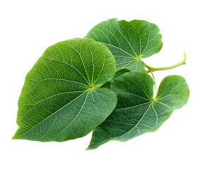 Obraz premium Fresh yam leaves isolated close-up on white background image
