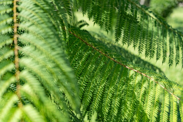 Close-up of lush green ferns basking in sunlight at a tranquil garden during daytime