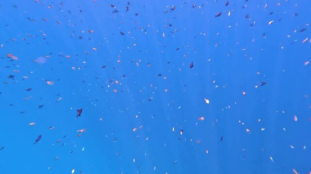 Shoals of baby juvenile Redtoothed triggerfish and Unicornfish swimming at surface of Indian Ocean in Pulau Weh Indonesia
