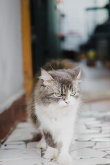Fluffy Long-Haired Cat Indoors with Green Eyes and Soft Ligh