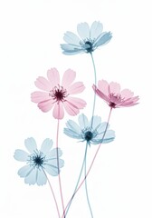 Fototapeta premium Five pastel-colored cosmos flowers on white background