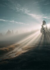Light Beams Illuminating Morning Fog in Forest