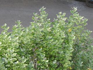Beautiful Giant calotrope or crown flower plant in a nature background.