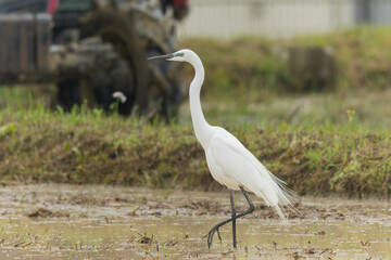 田起こししている田んぼとダイサギ