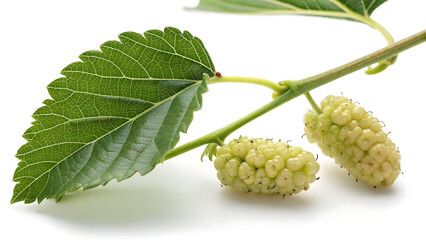 branch of  tree with two mulberrys isolated on white background .