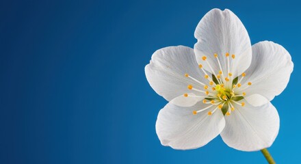 White Cherry Blossom Flower Against Blue Background | Close-up Floral Springtime Image for Botanical Beauty, Nature Designs and Wedding Invitations