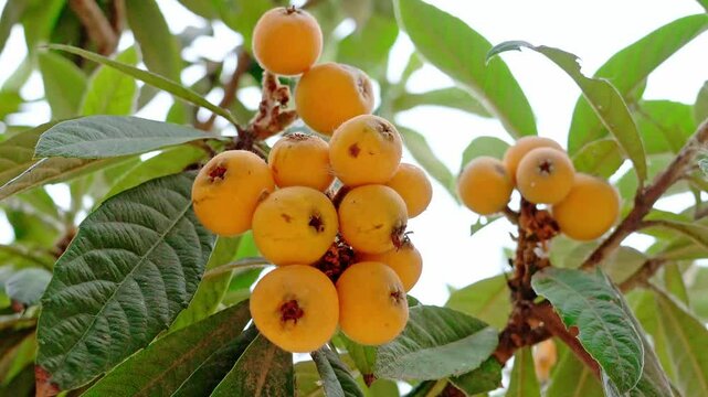 Bunch of ripe loquats in the tree.