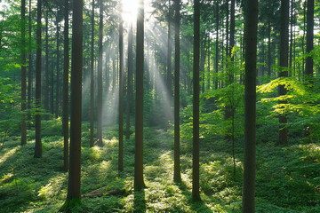 Fototapeta premium Mystical forest glade with sunlight streaming through trees in a serene natural setting