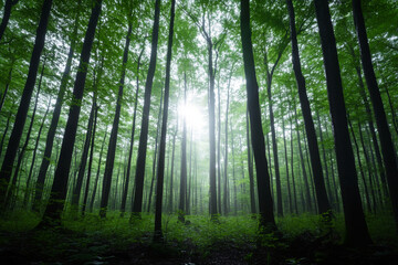 Naklejka premium Mystical forest glade with tall trees and soft sunlight filtering through the leaves in a serene woodland setting