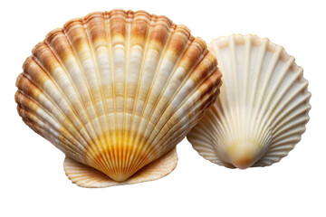 seashell scallop shell isolated on Transparent Background