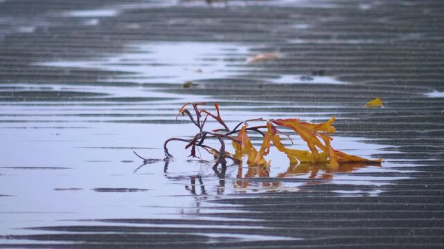Footage showing dense marine algae, likely Laminaria digitata or Laminaria hyperborea (Oarweed/Tangle), illustrating diverse underwater seaweed habitats.