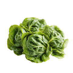 Fresh green cabbage heads with crinkled leaves. isolated on white background and transparent background