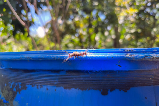 Hairy Caterpillar Olene mendosa Crawling on Blue Surface Poisonous Insect Close-up in Philippines