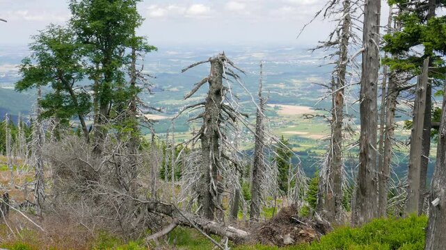 Dead trees due to the acid rains, co2 and so2 emission. Acid rains.