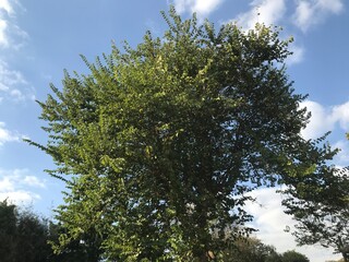 Nature