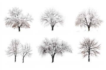 set off different winter tree covered with snow 