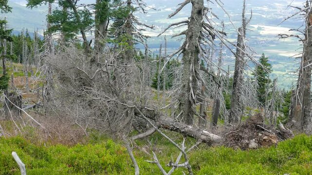 Tract of dead trees due to the acid rains, co2 and so2 emission in Karkonosze mountains at the Polish and Czech border