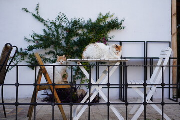two cats sitting on the table in the garden