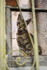 lonely cat behind the fence