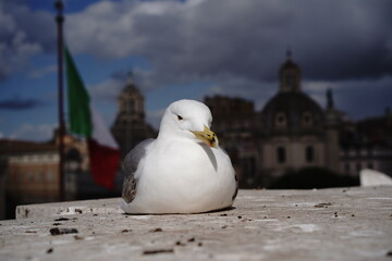 seagull sitting on the wall in rome