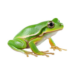 Obraz premium frog on white background
