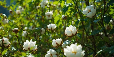 Fototapeta premium Majestic Cotton Plant Against a Sunny Sky