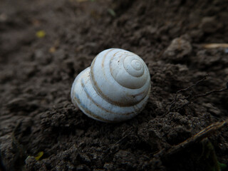 White Snail Shell on Dark Soil