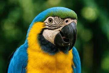 Colorful Blue-and-Yellow Macaw Parrot &ndash; A Symbol of Biodiversity and Environmental Conservation