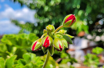 Zonal geranium buds close up (Pelargonium hortorum)
