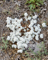 PLANTA SILVESTRE DE NEVADILLA o SANGUINARIA BLANCA (Paronychia Argentea)